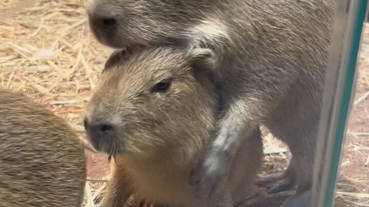 صغير الكابيبارا نشيط وحيوي جدًا أيضًا!