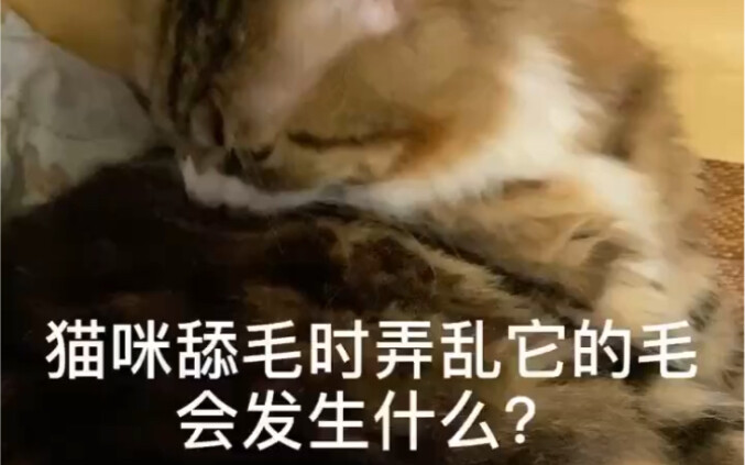 What happens when a cat licks its fur and ends up messing it up?