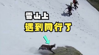 The antelope taught skiers a lesson!