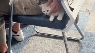 แมว: คุณไม่เห็นฉัน! ไม่เห็นฉัน