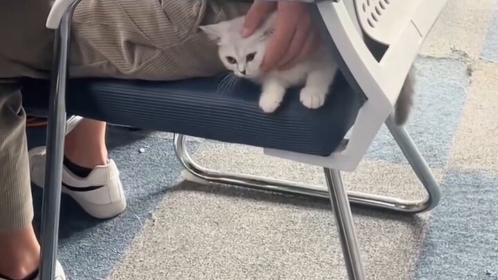 Cat: You can’t see me! can't see me