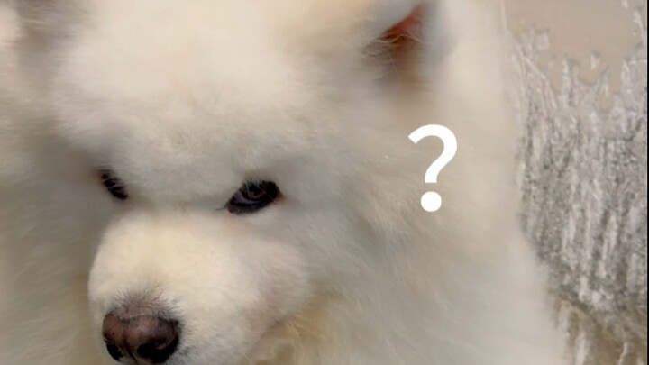 Đôi khi cún con cũng chẳng hiểu nổi…