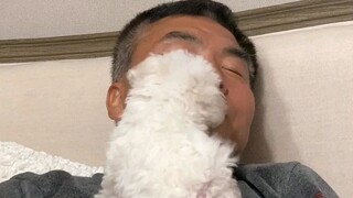 【马尔济斯】糟糕，不喜欢小狗的老爸他好像完全陷进去了！