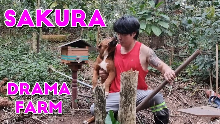 CEREJEIRA - SAKURA