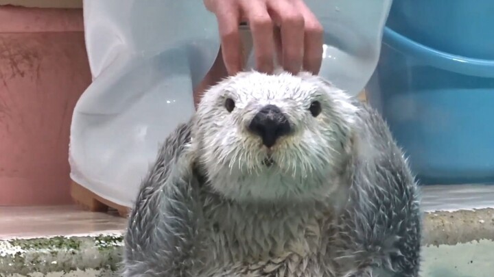 นากทะเล: อะไรนะ? พรุ่งนี้เป็นวันจันทร์เหรอ!!!