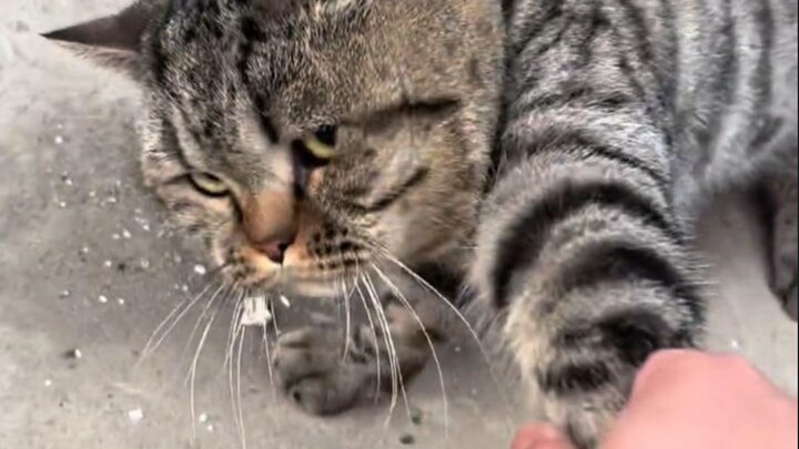 “Bertemu kucing yang ngotot ingin pulang bersamaku”