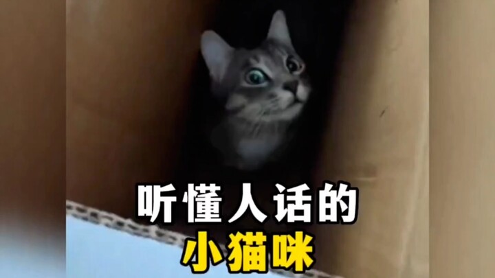 盘点那些能听懂人话的小猫咪，封印松动了，它们都要成精了 "猫咪