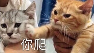 Cat: I hate cats who have no sense of boundaries!