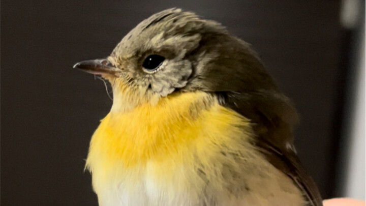 Since the whole neighborhood knows we keep birds at home… some elderly resident must have found this