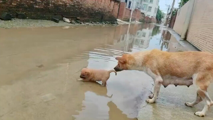 Video ibu anjing yang melarang anak-anaknya bermain air jadi viral—ada satu momen ketika rasanya sep