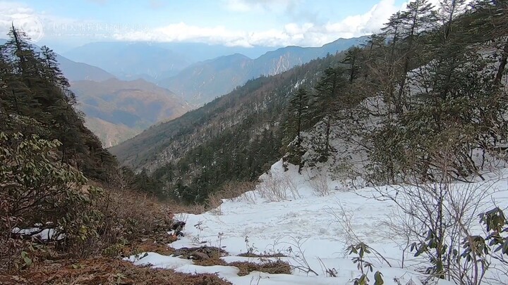 tanghoapanda