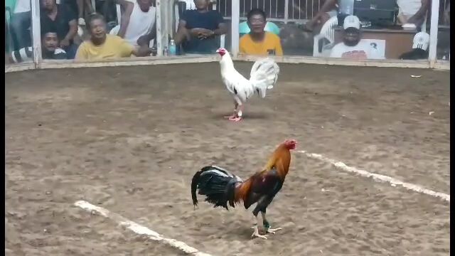 2025 FIGBA 8 Stag Local Edition Sixth Fight (Straight Possum) - win