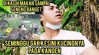 Momen Haru Seminggu Gak Ketemu Kucing-Kucing Jalanan Ini Pada Kangen Saat street feeding..!