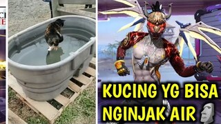 KUCING PERTAMA YANG MENJADI SHINOBI😱