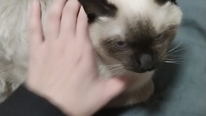 The cat’s ELO system
