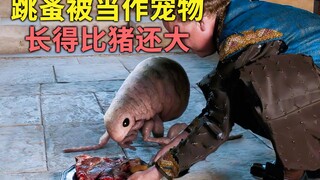 国王把跳蚤当宠物喂养，不料竟喂得跟猪一样大！《公主与跳蚤》