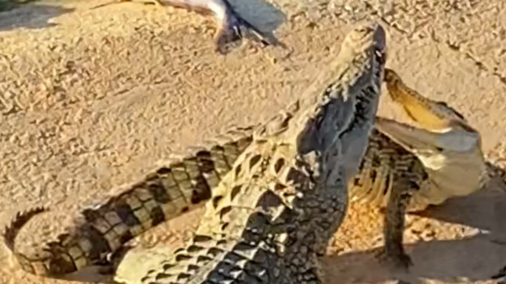 โอ้ย ฟาร์มเลี้ยงจระเข้มีเรื่องแล้ว! #เอ๋วเจิน #เหล้าจระเข้เอ๋วเจิน #เหล้าบำรุงสุขภาพ