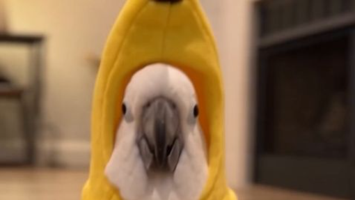 Mr. Kakudu Banana vs Chicken Dance 🍌🐔🦜 #MrParrot #Kakudu #FunnyParrot #ParrotDance #ViralShorts