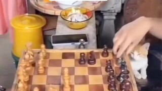 let's play chess!