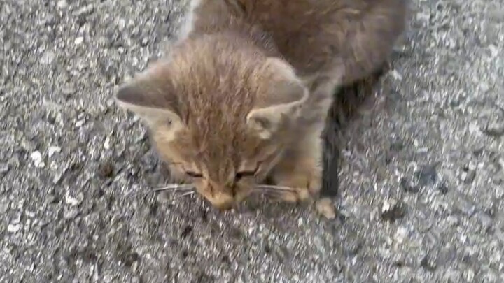 Finally it’s my turn to pick up the kitten, haha!