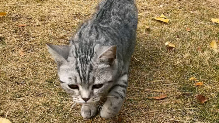 Trying to flirt with a free-roaming little female cat in “cat language” – so awkward yet hilarious h