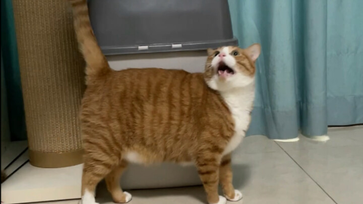 Mèo Mi: “Tôi béo thì liên quan gì đến bạn! Ha!!!! ( ◞•̀д•́)◞”