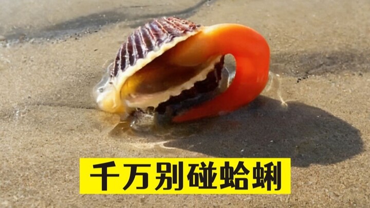 إياك أن تلمس المحار، وإلا فستحصل على...