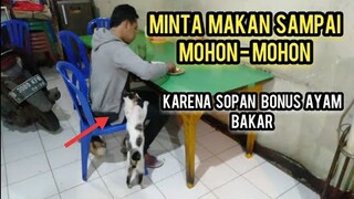 Kucing Liar Minta Makan Sampai Mohon-Mohon Sopan banget | Kalau Tidak Di Videokan Tidak Akan Tahu..!