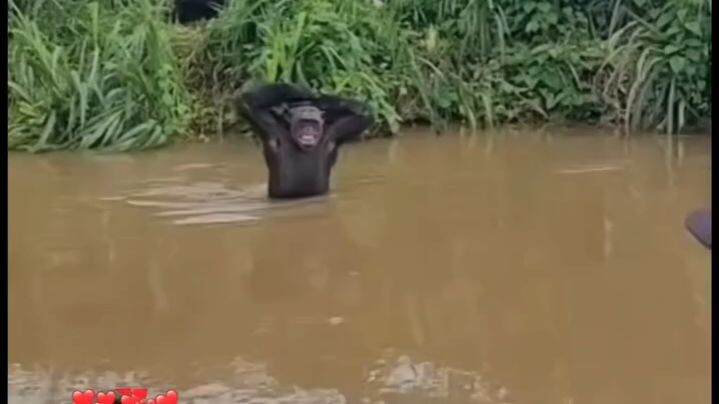 animals also have feelings ❤️❤️🔥🔥🔥🔥🔥