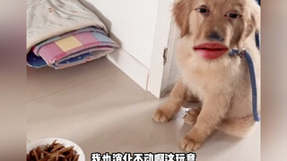 狗：换个地方受罪了
