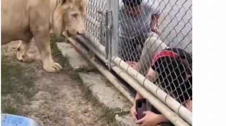 Lion: Sir, please don’t stick your hand into the cage—it’s really dangerous!