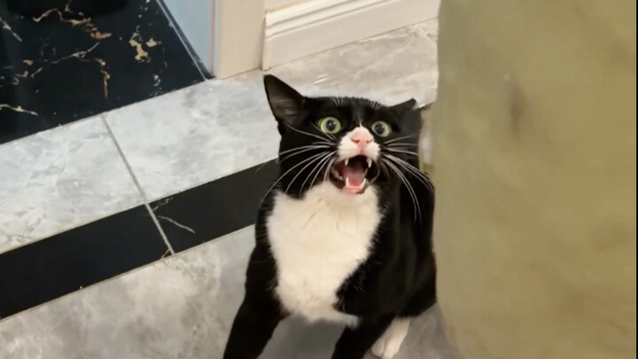 Mèo Bò Sữa: Abebe, anh nhớ em chết mất!