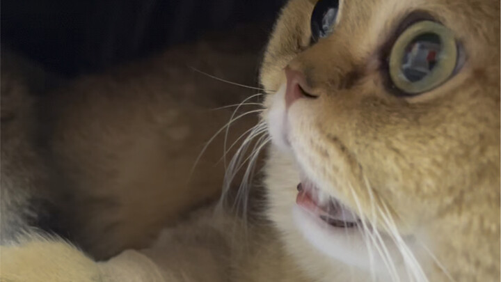 Con mèo nhà tôi có lẽ cả đời này sẽ……