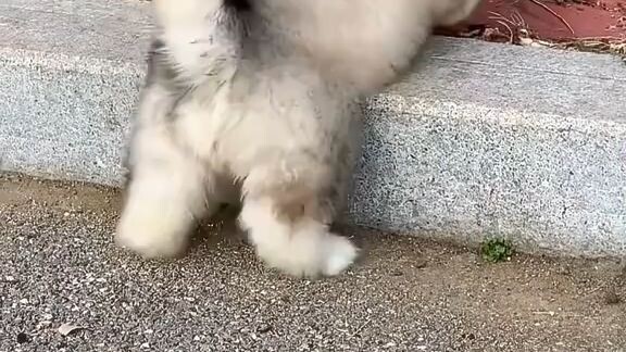 Cute dog🥰🥰😘