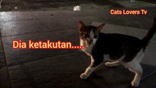 Ngejar-Ngejar Minta Di Adopsi..!