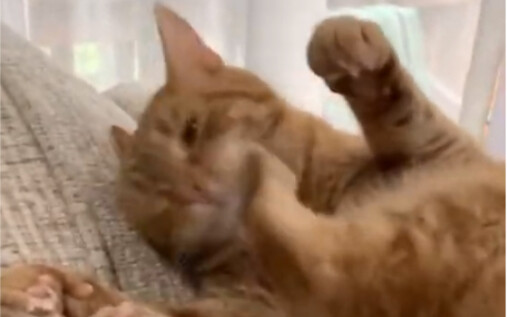 The cat licks its paws so nicely... yet its paws are still mad—what a handful!