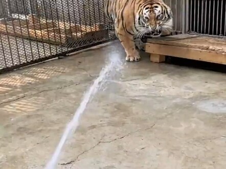 Sharing some tiger species you might not know about