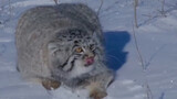 A Muddled steppe cat caught by researchers