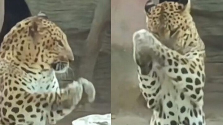 Wisatawan memuja macan tutul emas untuk mendatangkan keberuntungan, dan si macan tutul pun belajar m