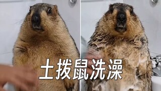 正在洗澡的土拨鼠 宛如石佛一般淡定