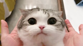 The cat was confused after taking the medicine and didn't recognize its own tail