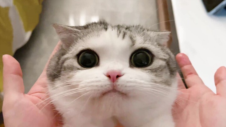 Kucing itu kebingungan setelah minum obat dan tidak mengenali ekornya sendiri