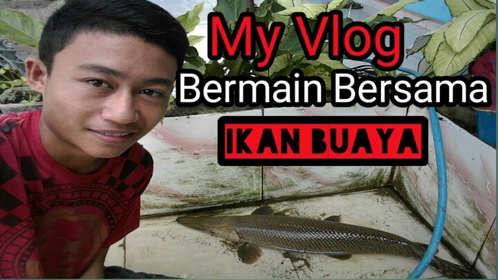 My Flog Main bareng Ikan Buaya 😄