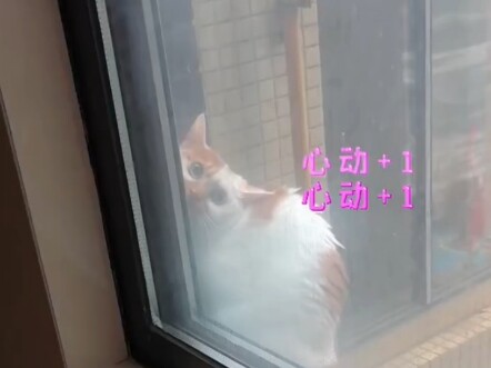 ฉันขอแทนน้องแมวและพวกคุณพูดคำว่าขอบคุณ