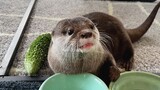 How Otters Reacts to Bitter Gourd
