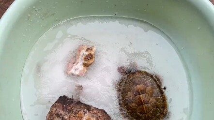 I left it outside to bask in the sun yesterday afternoon and forgot to bring it back inside… Is ther