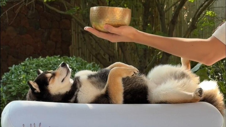 วันสปากลางแจ้งของน้องหมา มาผ่อนคลายด้วยกันเถอะ～