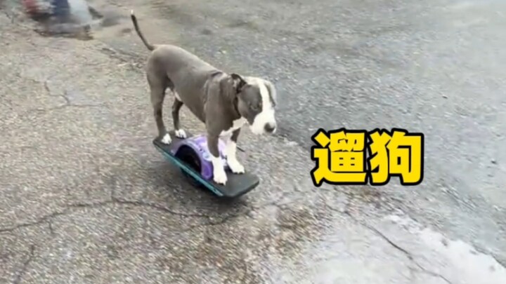 Walking the dog independently