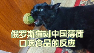俄罗斯猫对中国薄荷口味食品的反应