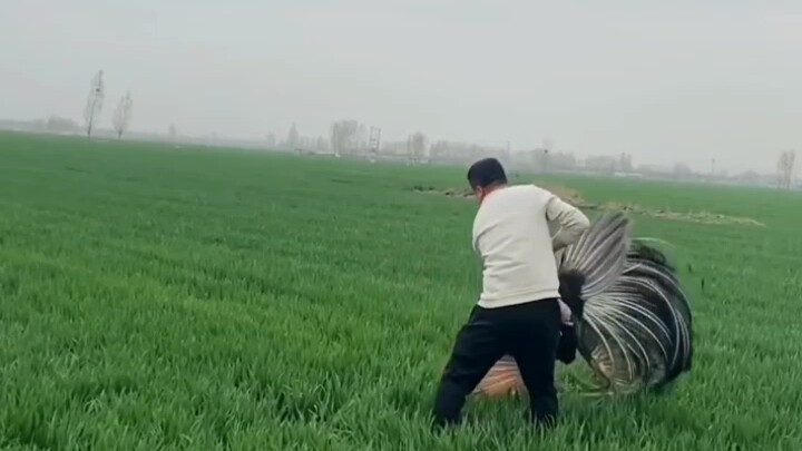 Khổng Tước thích quá!